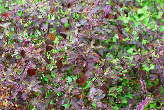 Purple Krishna Tulsi Herb Seeds for Planting – Heirloom Non-GMO Garden Seeds