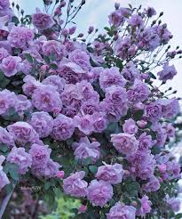 Purple Lavender Rose Flowers with Green Foliage