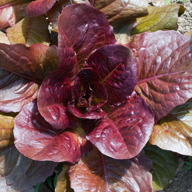 Purple Lettuce Growing in Home Vegetable Garden