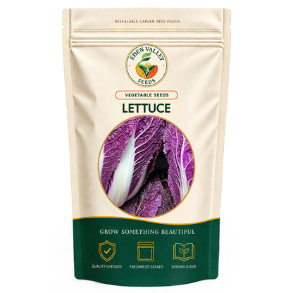 Purple Lettuce Seeds for planting