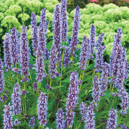 Purple Mint Flowers Attracting Garden Pollinators