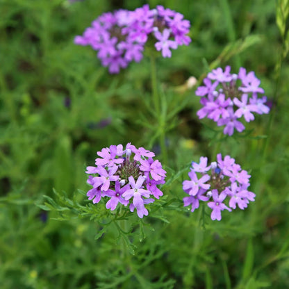 Purple Moss Verbena Growing Along Garden Border
