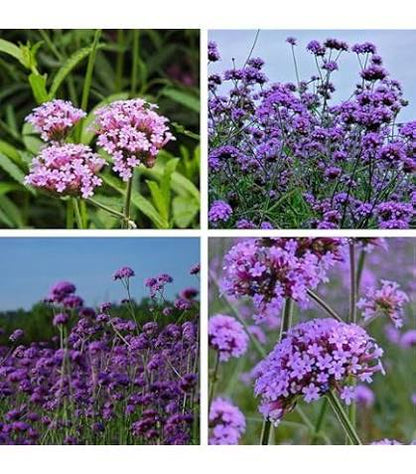 Purple Moss Verbena Growing Along Garden Border