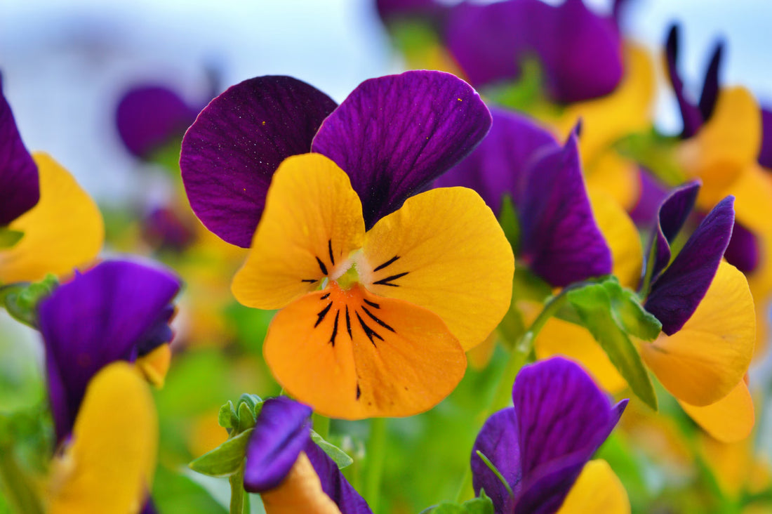 Purple Orange Pansy Flowers Growing in Container