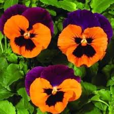 Purple Orange Pansy Flowers Growing in Container