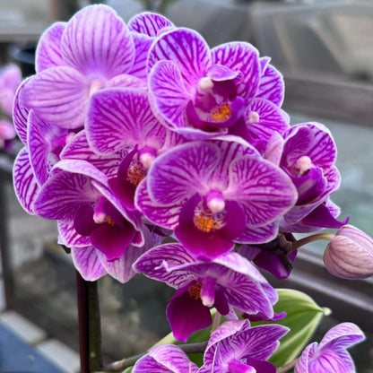 Purple Orchid Flower Seeds for Planting with elegant purple orchid blooms