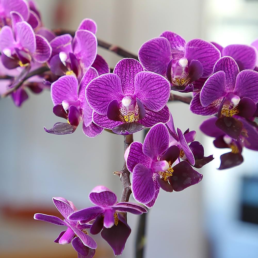 Purple Orchid Flower Seeds for Planting with elegant purple orchid blooms