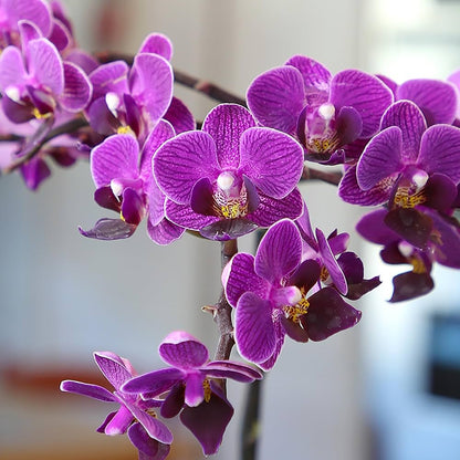 Purple Orchid Flower Seeds for Planting with elegant purple orchid blooms