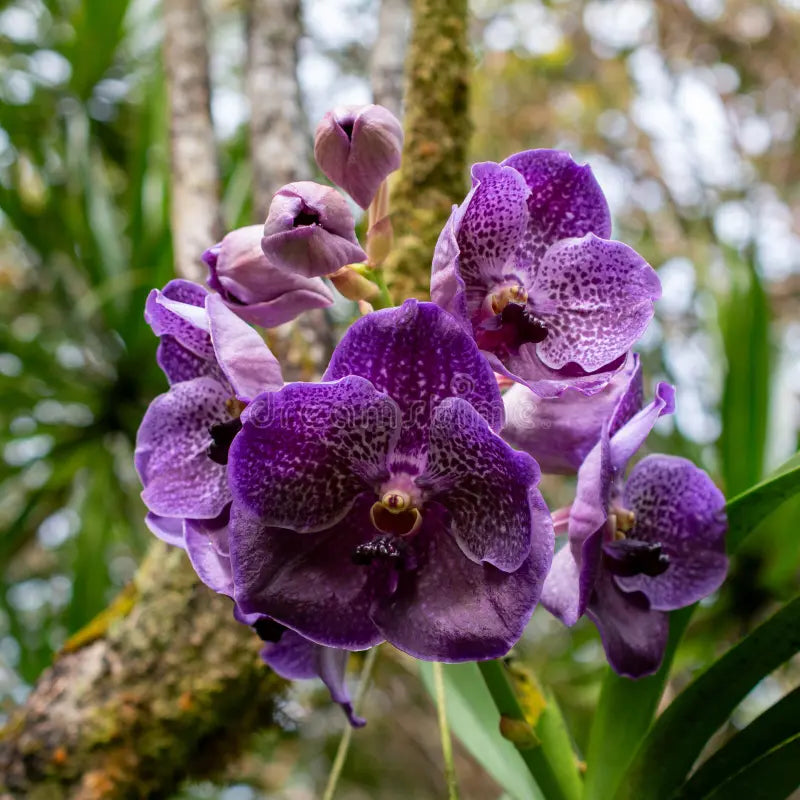 Purple Orchid flower seeds