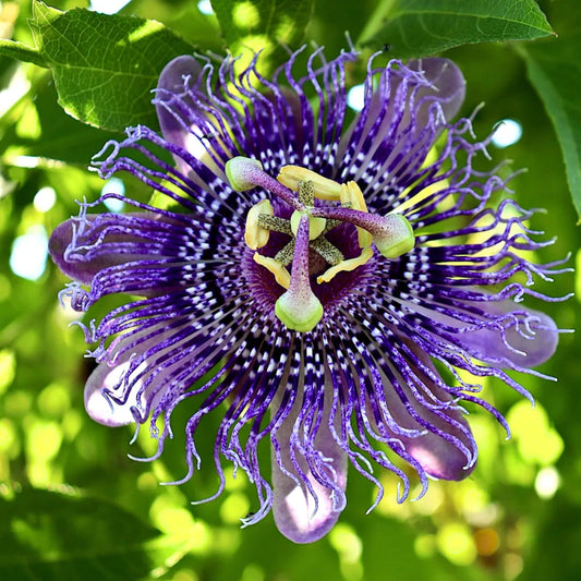 Purple Passiflora Flowers with Intricate White Filaments