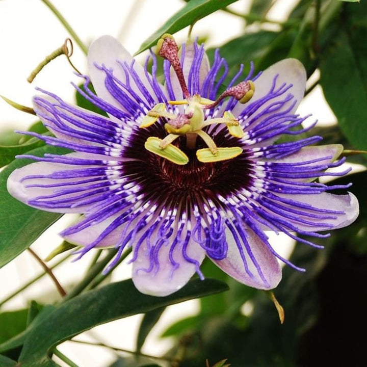 Purple Passion flower seeds