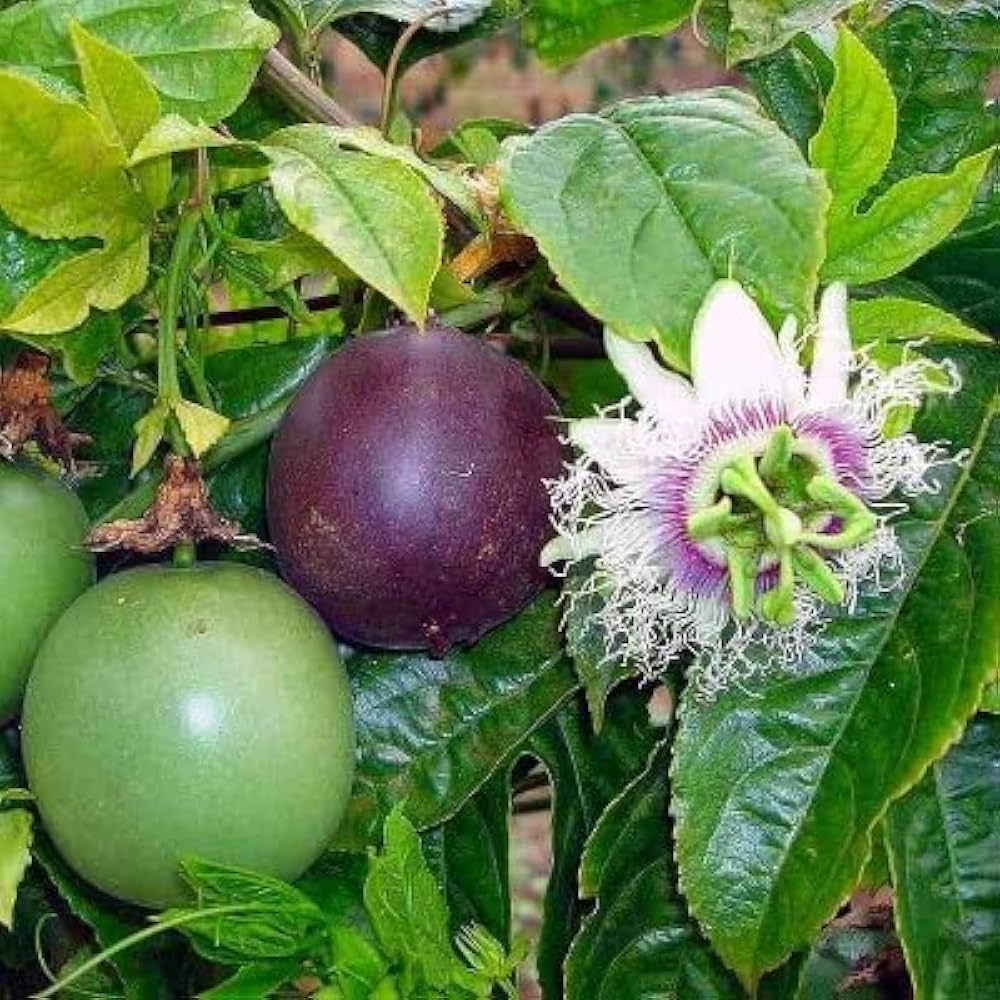 purple passion flower seeds