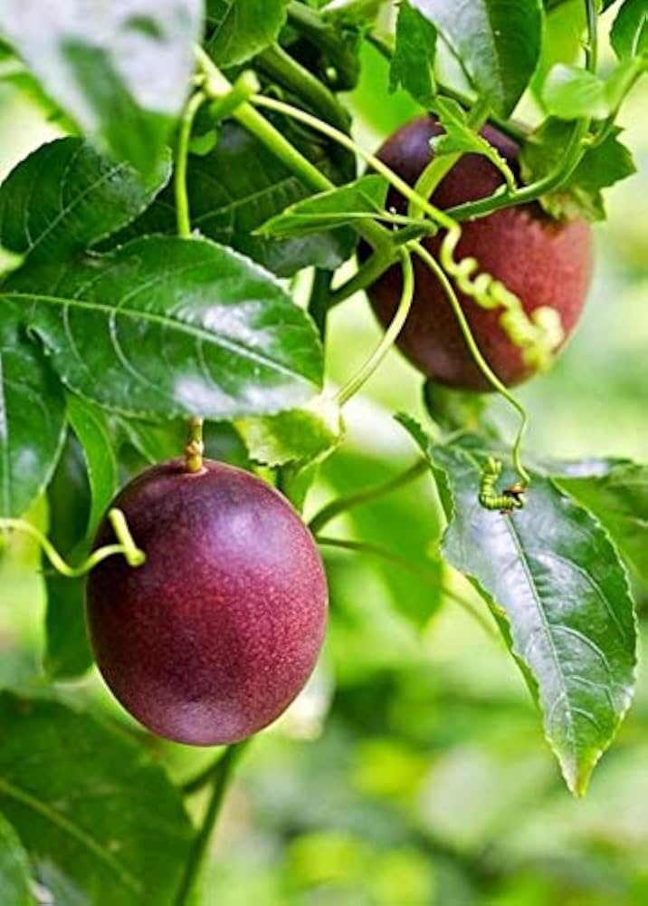 purple passion fruit seeds