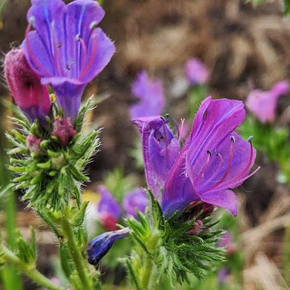 Purple Patterson’s Curse Flowers on Upright Spikes