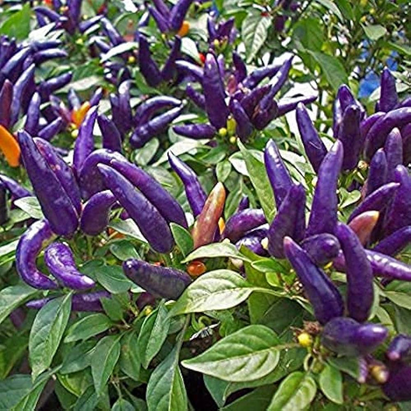 Purple Pepper Seeds for Planting – Heirloom Non-GMO Garden Seeds