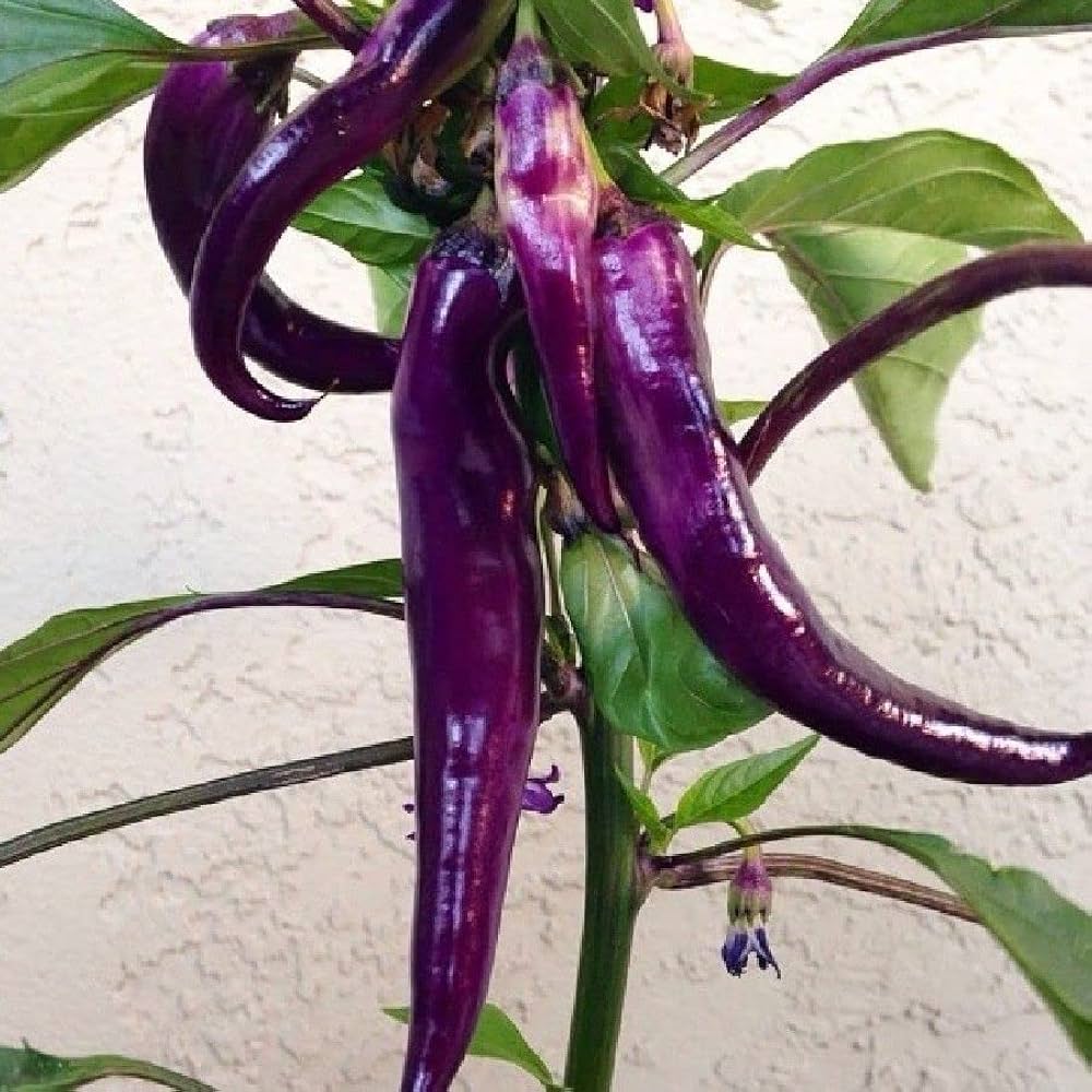 Purple Pepper Seeds