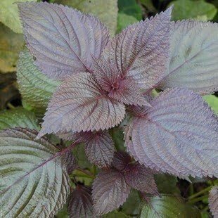 Purple Perilla herb plant with vibrant purple foliage growing in a garden