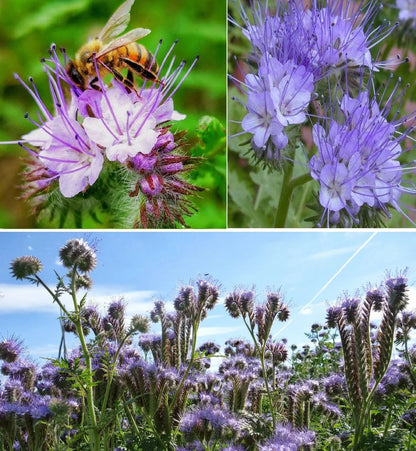 Purple Phacelia flower seeds for planting with purple blooms in a garden