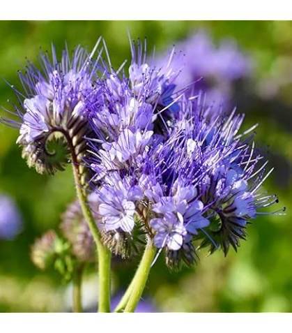 Purple Phacelia Tanacetifolia Flower Seeds for Planting