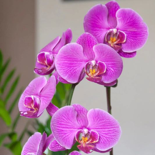 Violet Phalaenopsis flower seeds
