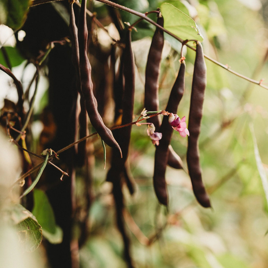 Brown Bean Seeds