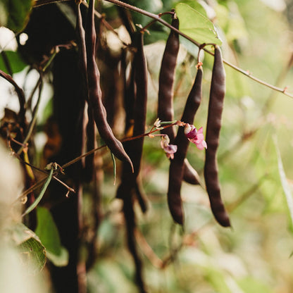 Brown Bean Seeds