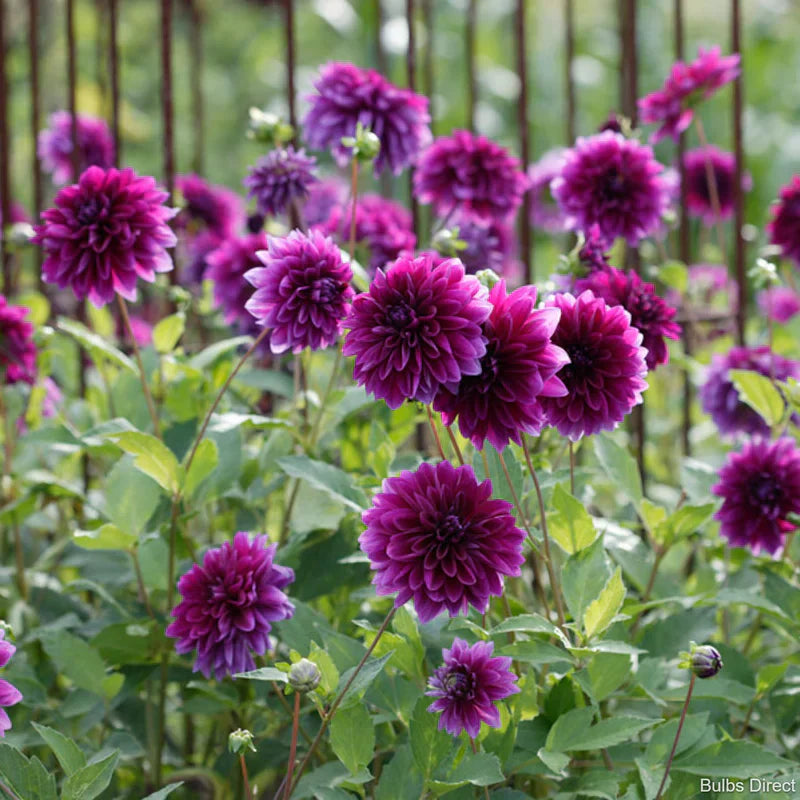 Purple Red flower seeds
