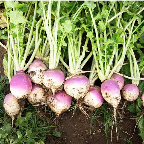 Purple Rutabaga Seeds for Planting with purple-shouldered roots in a home vegetable garden