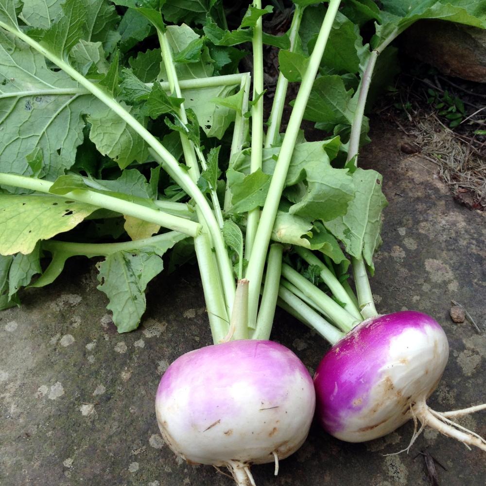 Purple Rutabaga Seeds for Planting with purple-shouldered roots in a home vegetable garden