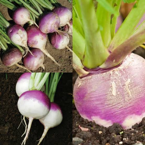 Purple Rutabaga Seeds for Planting with purple-shouldered roots in a home vegetable garden