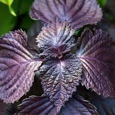 Purple Perilla herb plant with vibrant purple foliage growing in a garden