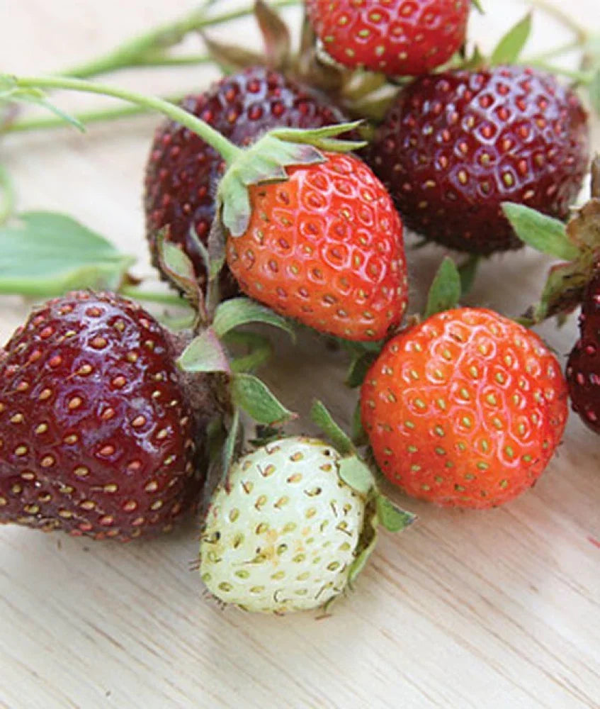 purple strawberry seeds