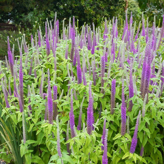 Purple Tails Wood Sage Herb Seeds for Planting – Heirloom Non-GMO Garden Seeds