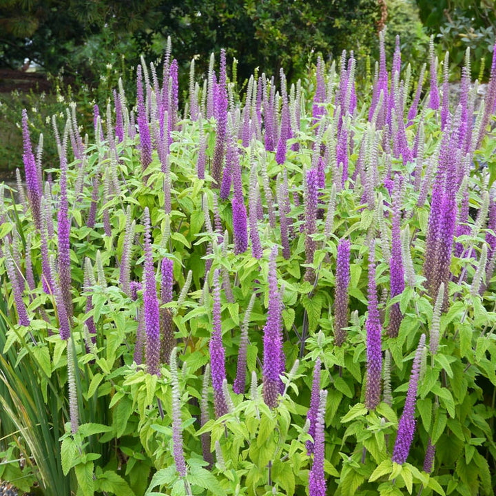 Purple Tails Wood Sage Herb Seeds for Planting – Heirloom Non-GMO Garden Seeds