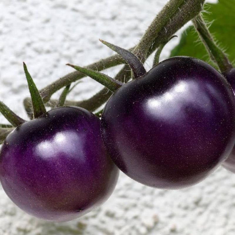 Purple Tomato Seeds for Planting – Heirloom Non-GMO Garden Seeds