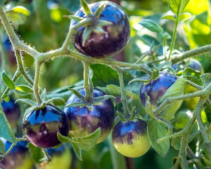 Purple Tomato Seeds
