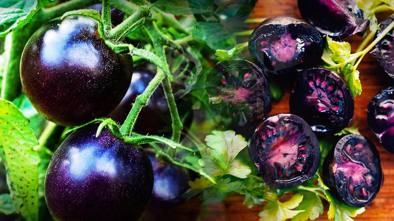 Purple Tomato Seeds for Planting – Heirloom Non-GMO Garden Seeds
