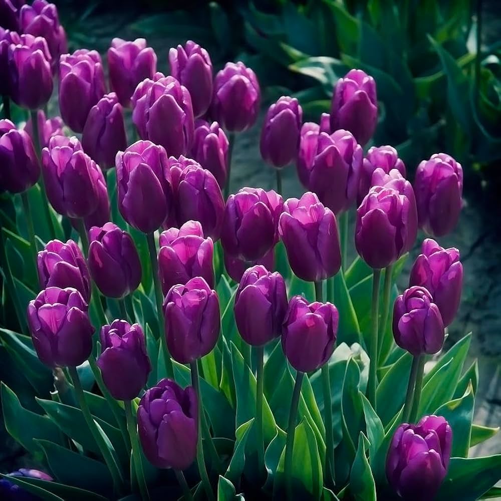 Purple Tulip flower seeds