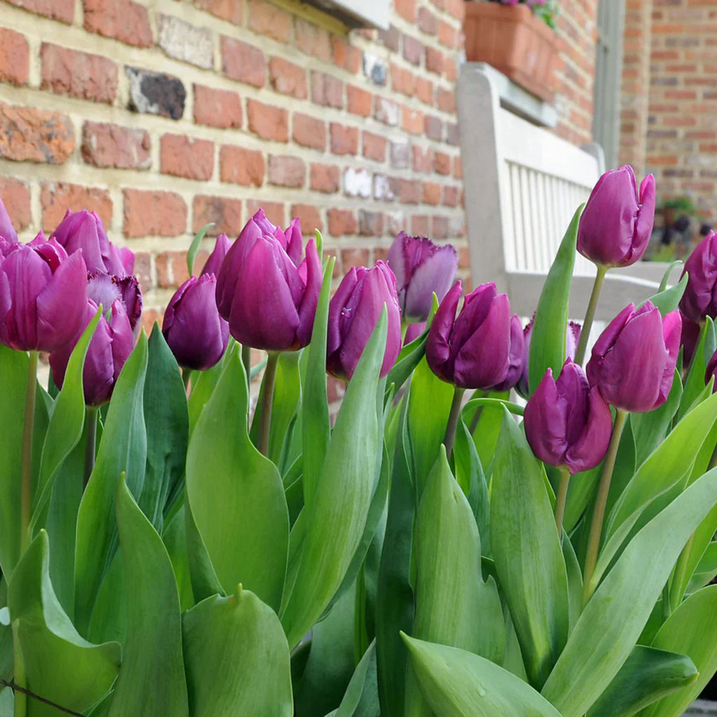 Purple Tulip flower seeds