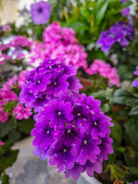 Purple Verbena Tenuisecta Growing in Garden Container