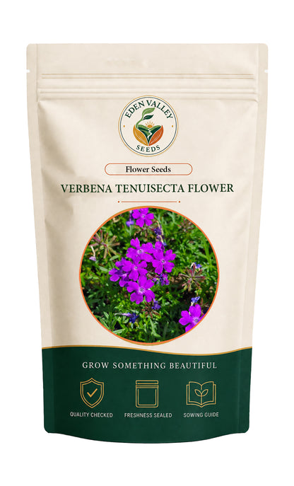 Purple Verbena Tenuisecta flowers blooming in a garden