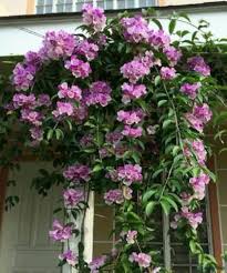 Purple Verbena Tenuisecta Growing in Garden Container