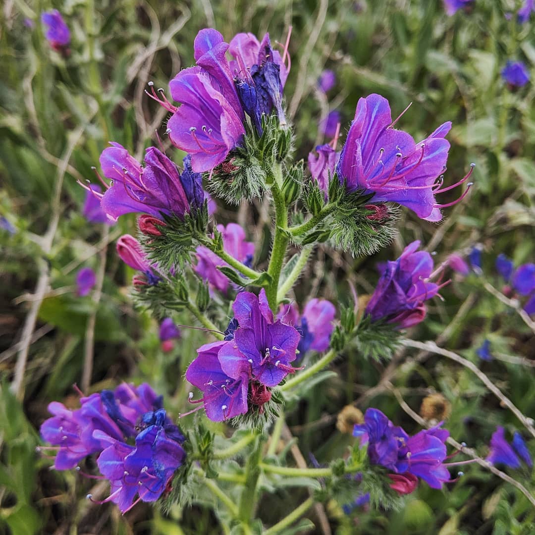 Purple Patterson’s Curse Flowers on Upright Spikes