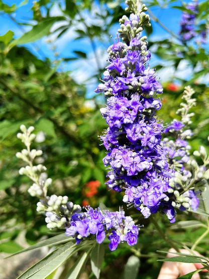 Purple Vitex Agnus-Castus Flower Seeds