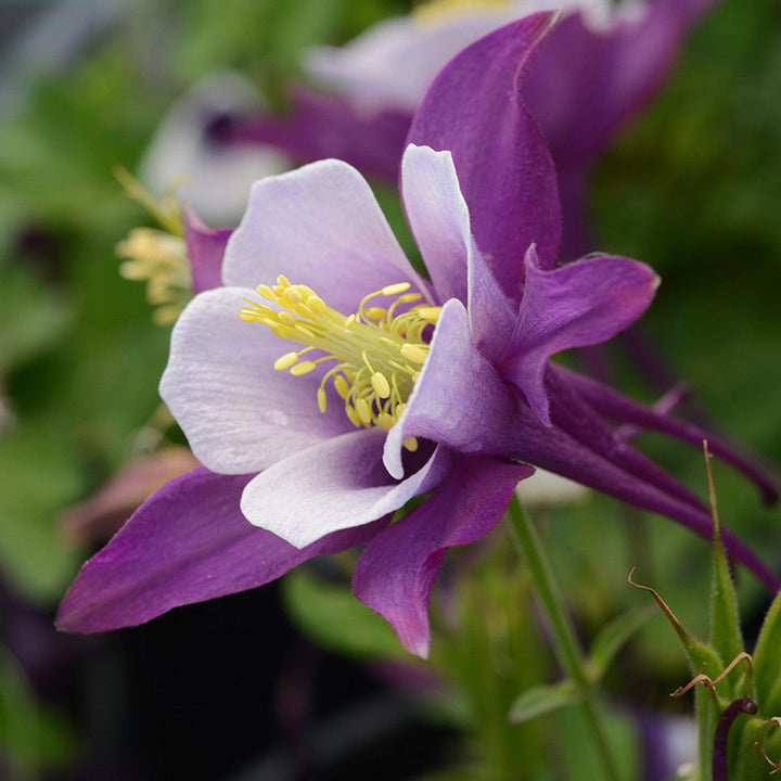 Purple White flower seeds