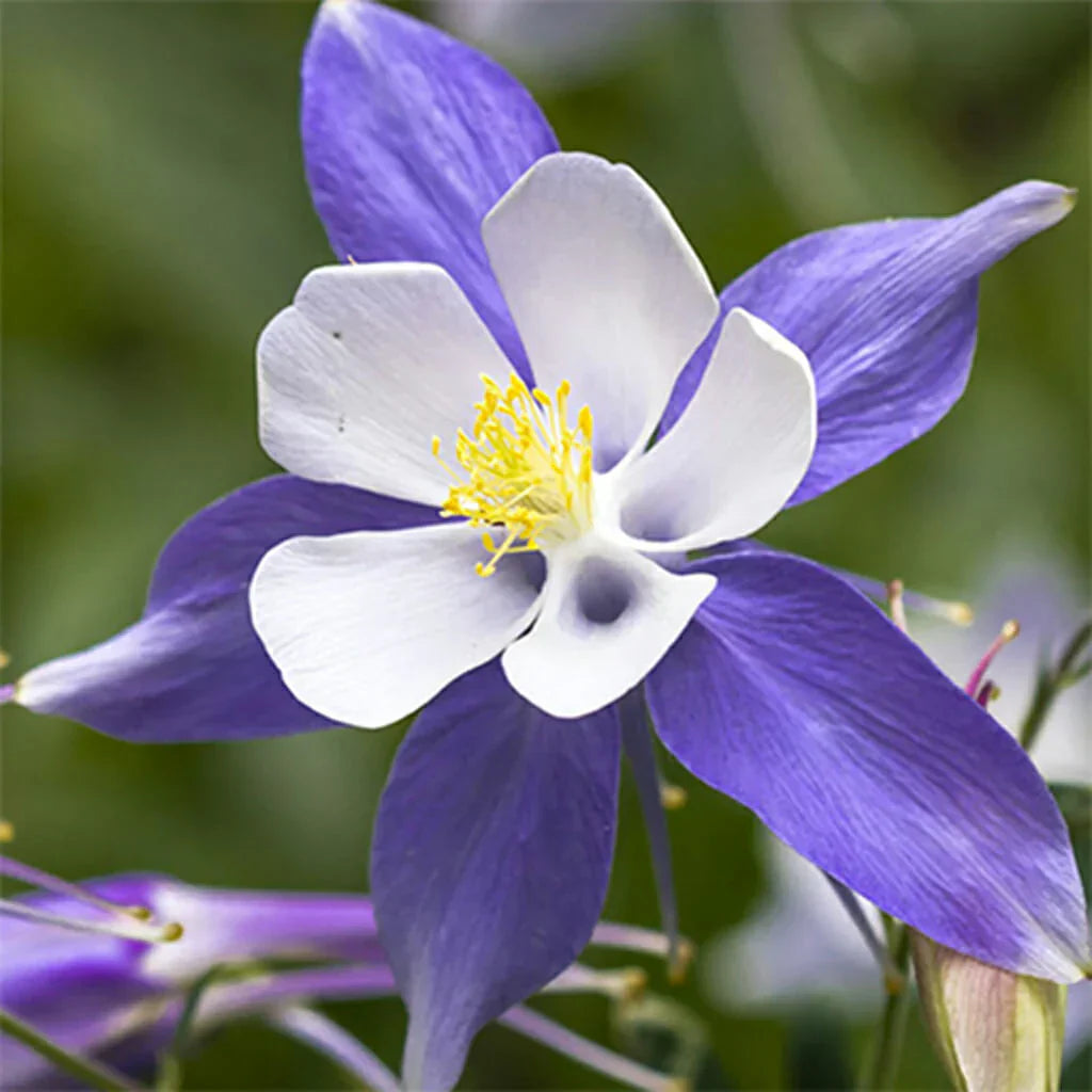 Purple White flower seeds