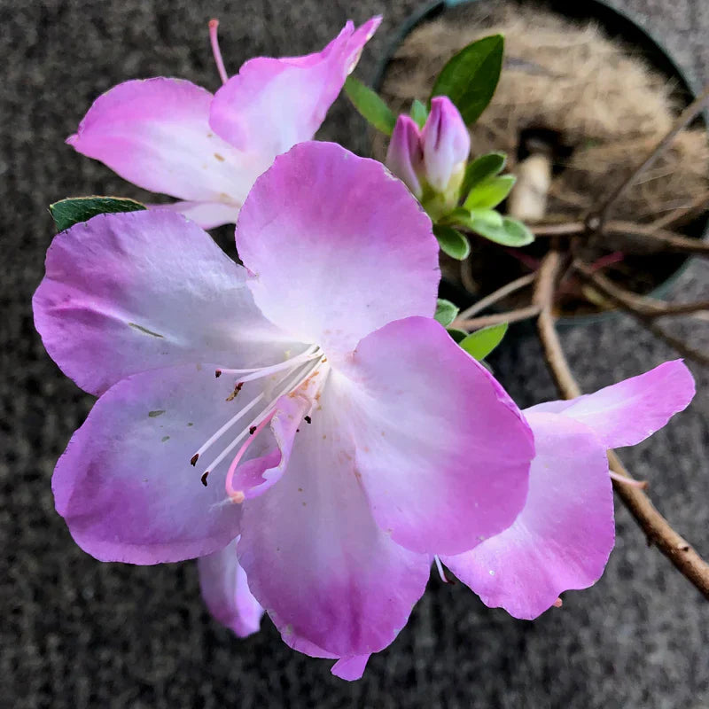 Purple White flower seeds