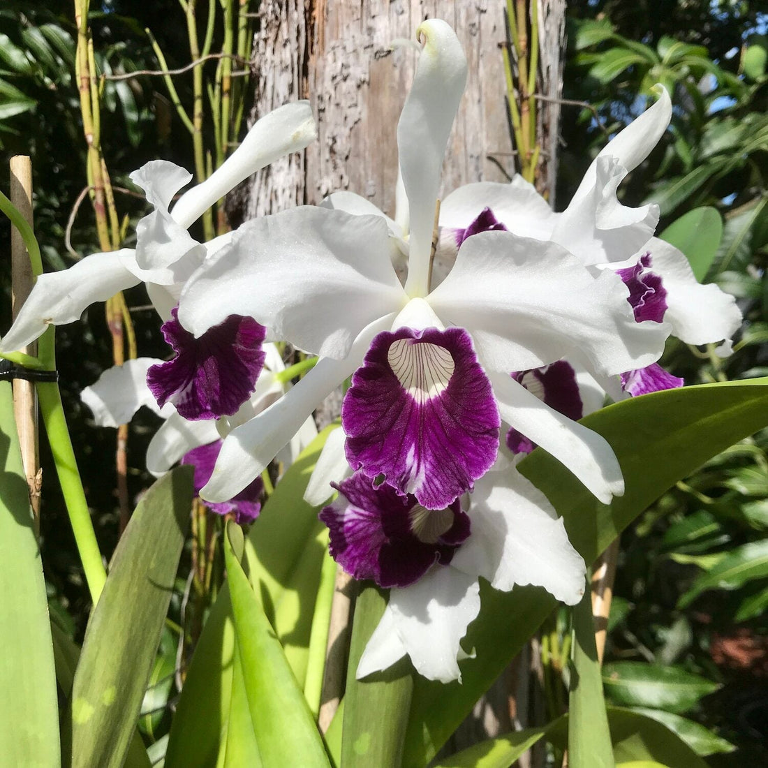 Purple White flower seeds