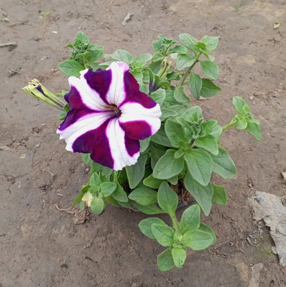 Purple And flower seeds