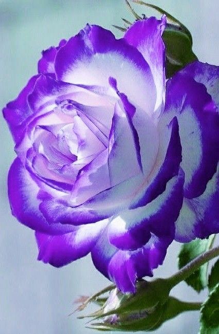 Purple White flower seeds